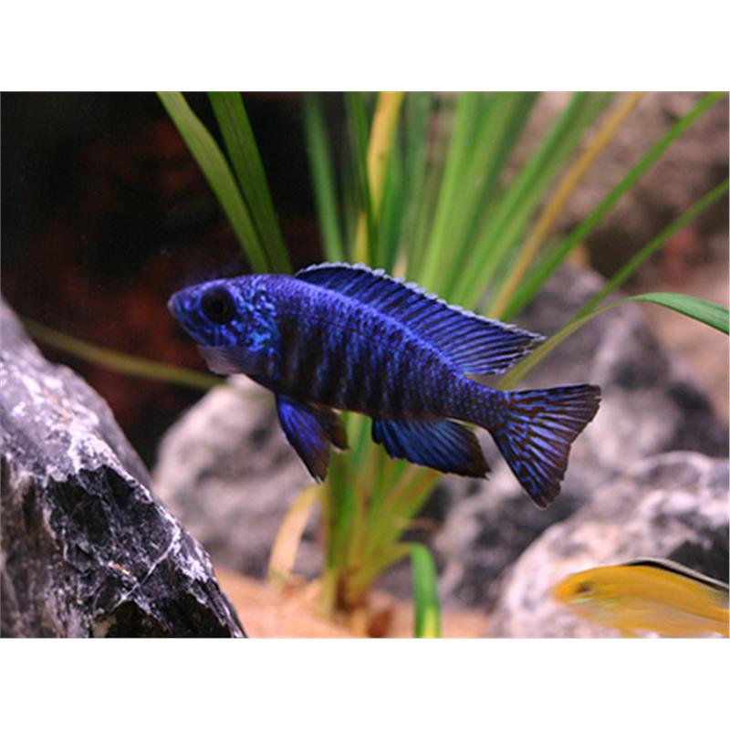 Aulonocara chilumba - imagine 4